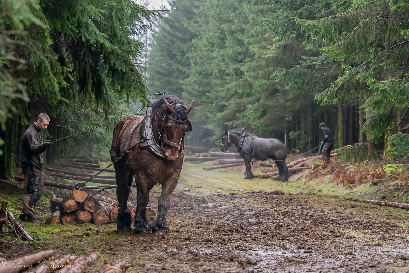 Ardennes Draft Horse For Sale UK